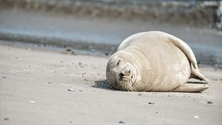 Le phoque gris revient en Manche : ce que cela change