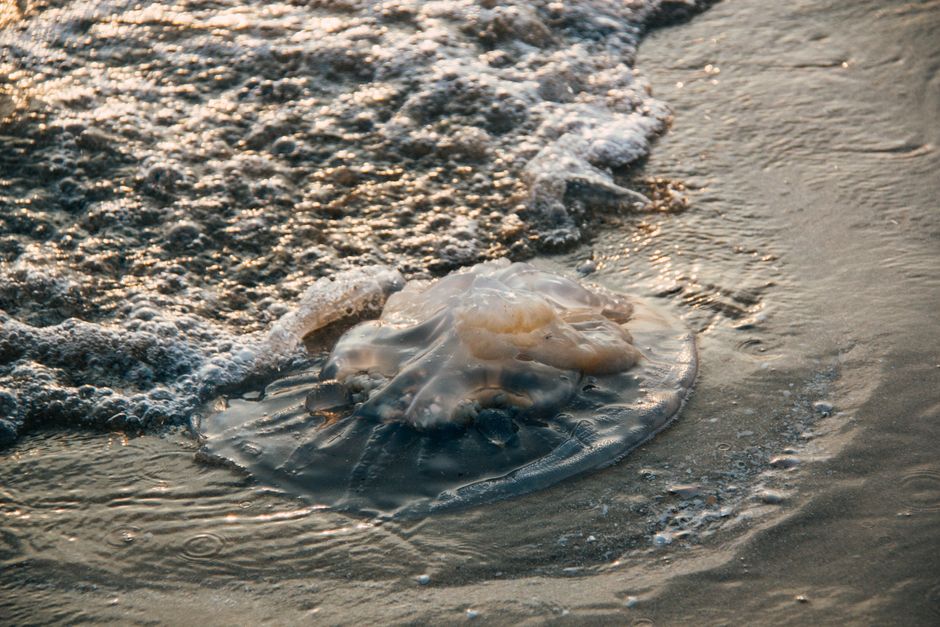 Méduses en Méditerranée : quand les océans changent de visage