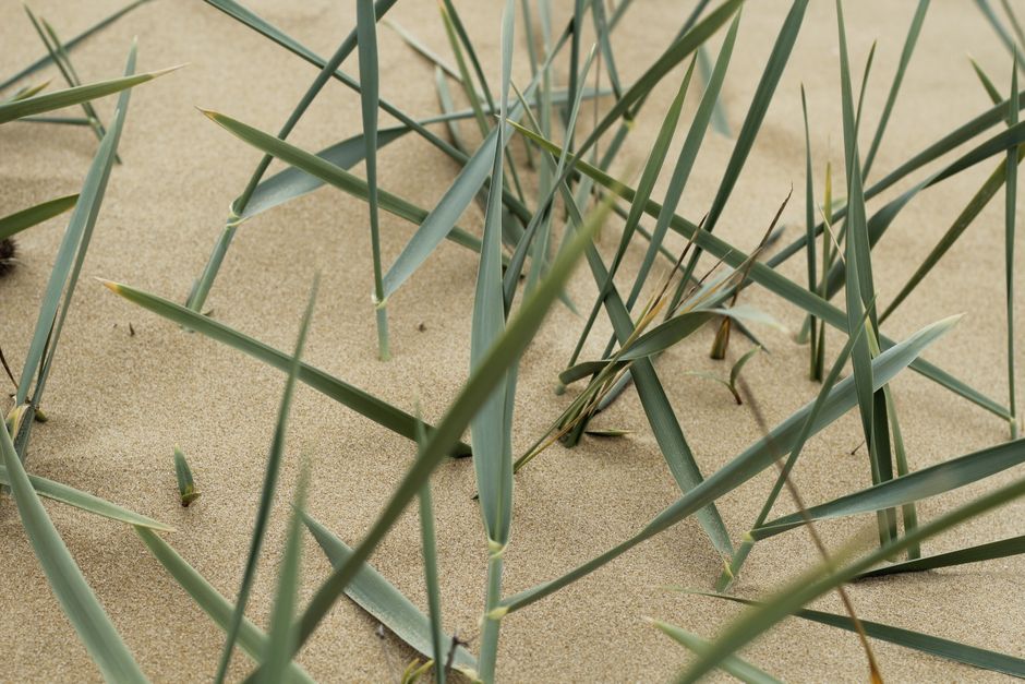 Aux Landes, replanter les dunes c&rsquo;est sauver l&rsquo;invisible