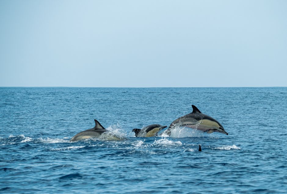 Dauphins en Méditerranée : où naissent les générations qui disparaissent