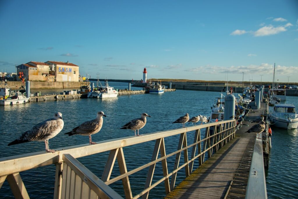 La Cotinière : le port qui refuse de disparaître