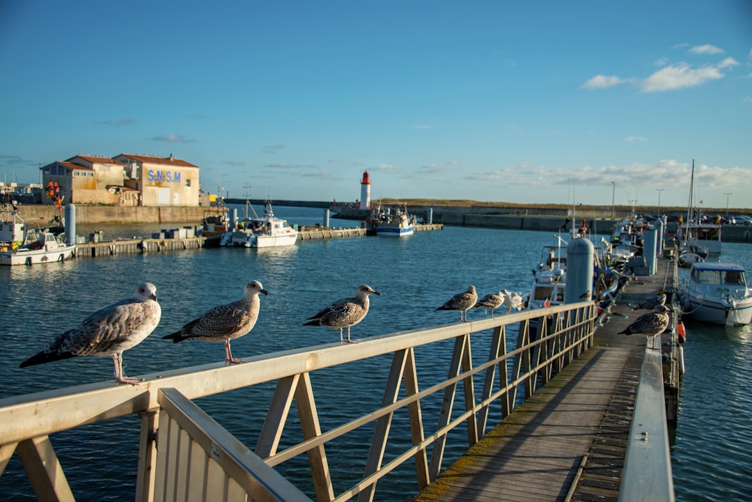 La Cotinière : le port qui refuse de disparaître