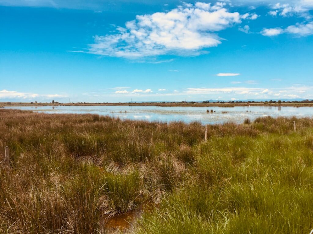 Camargue en hors-saison : quand le delta respire sans témoin