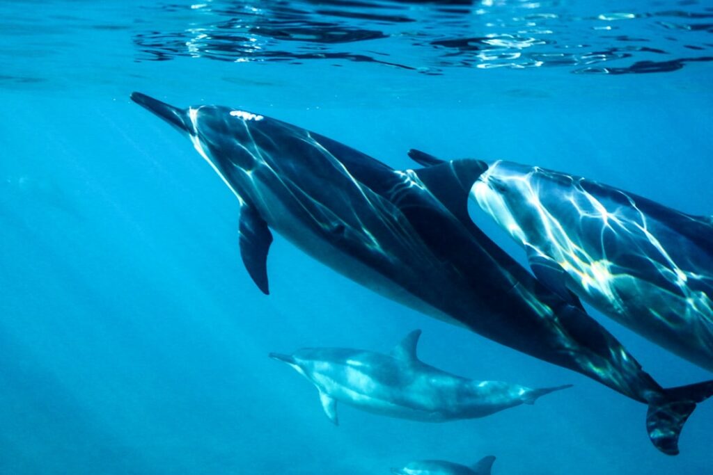 Dauphins bleus : l&rsquo;Atlantique chaud réoriente les migrations