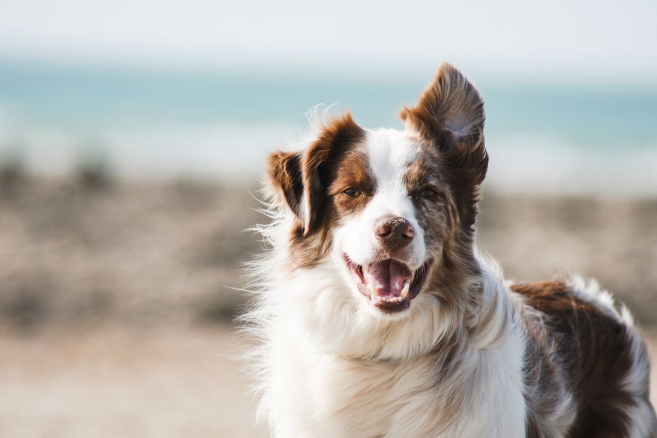 Plage dog friendly en France : où emmener son chien