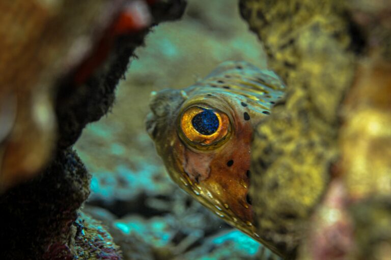 Bouillante — Guadeloupe