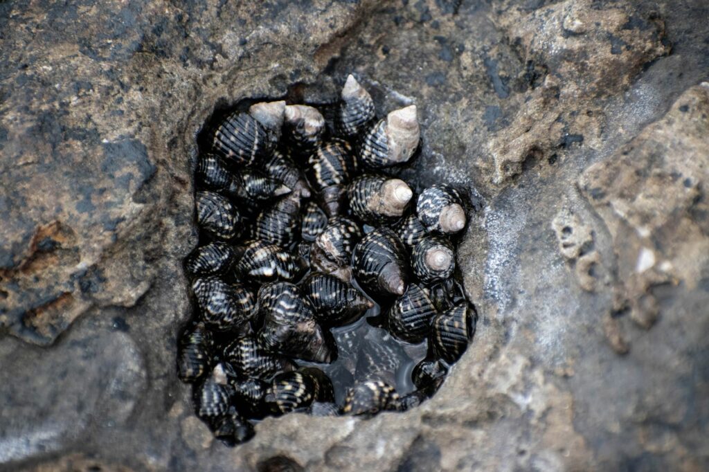 Les Écologistes esquissent leur vision du littoral