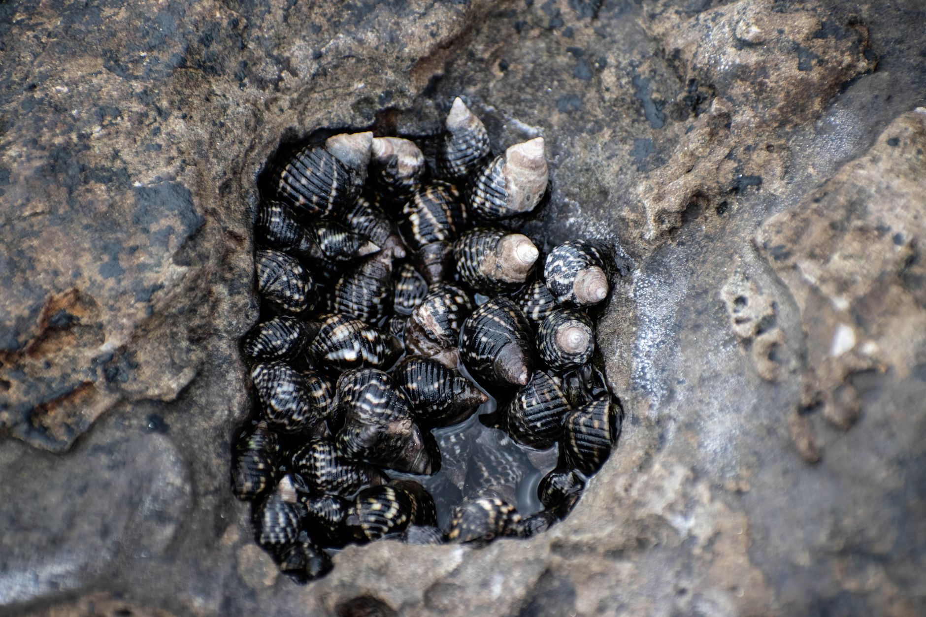 Les Écologistes esquissent leur vision du littoral