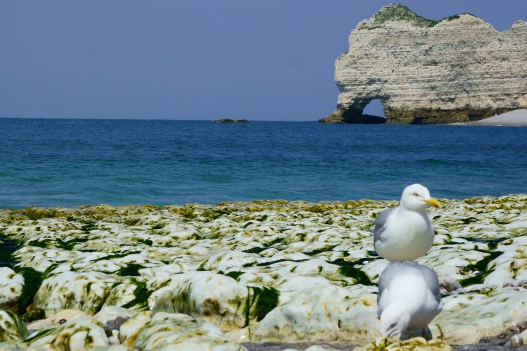 Normandie : les forteresses du littoral s&rsquo;ouvrent en septembre