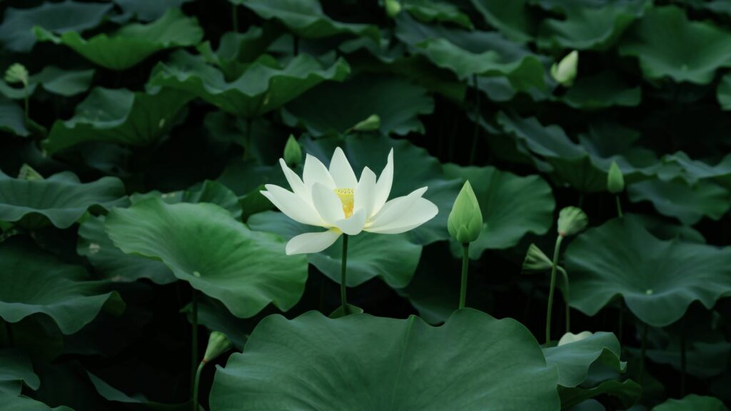 The White Lotus tourne à Monaco jusqu&rsquo;à mercredi