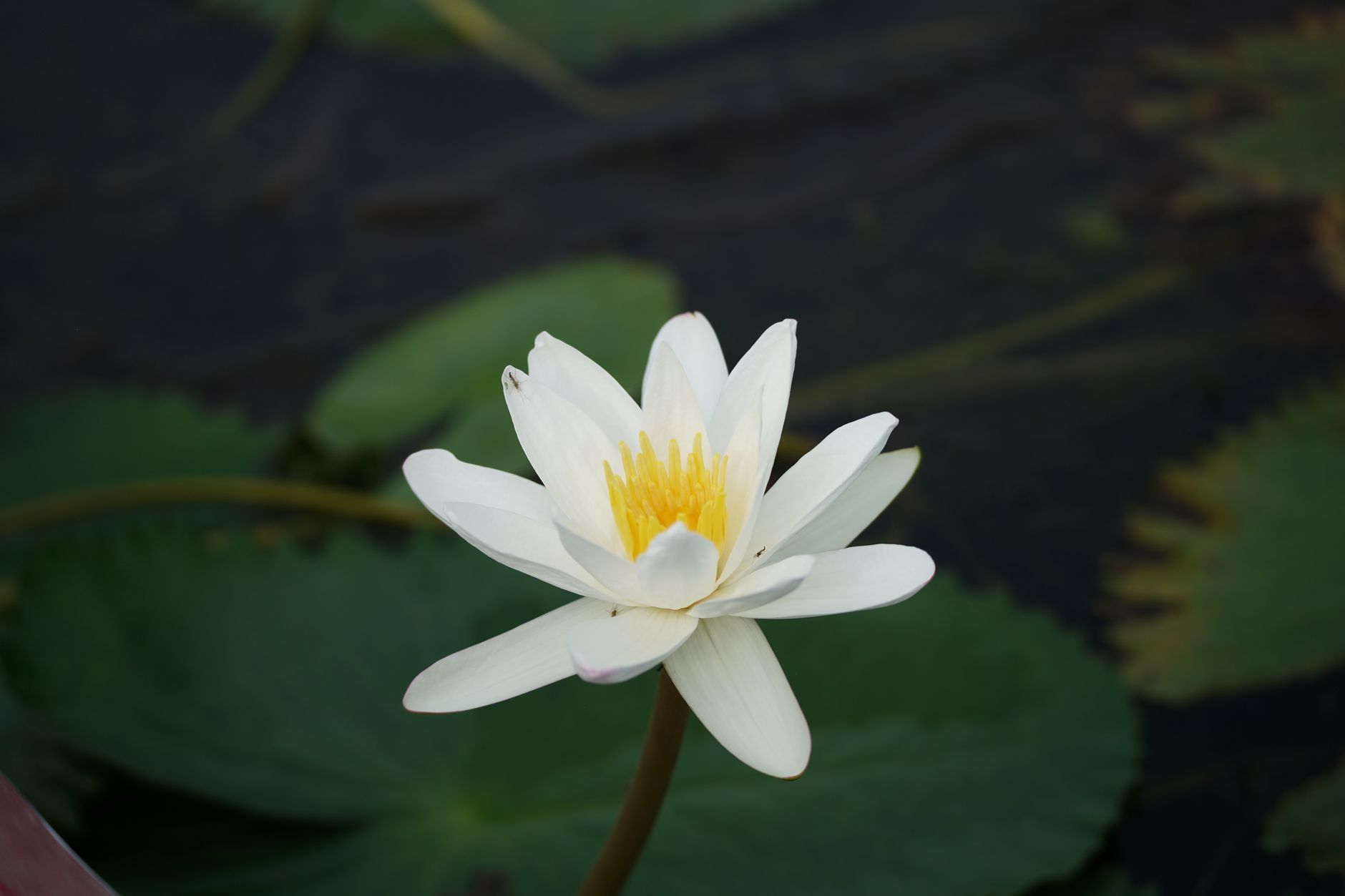 The White Lotus tourne à Monaco jusqu&rsquo;à mercredi