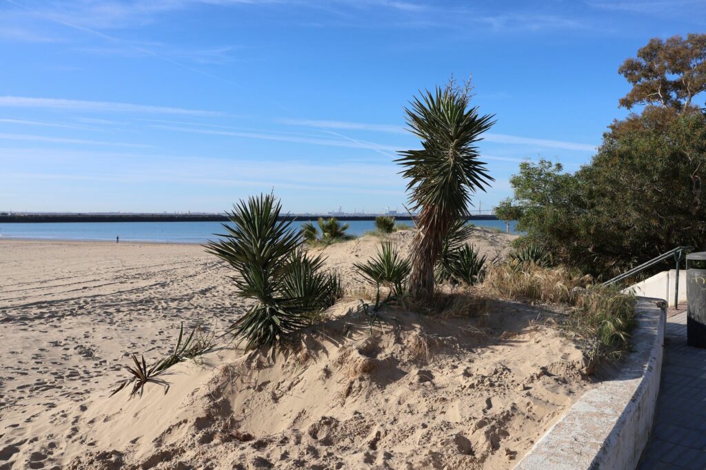 Jardin côtier : quelles plantes résistent vraiment au sel et au vent