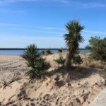 Jardin côtier : quelles plantes résistent vraiment au sel et au vent