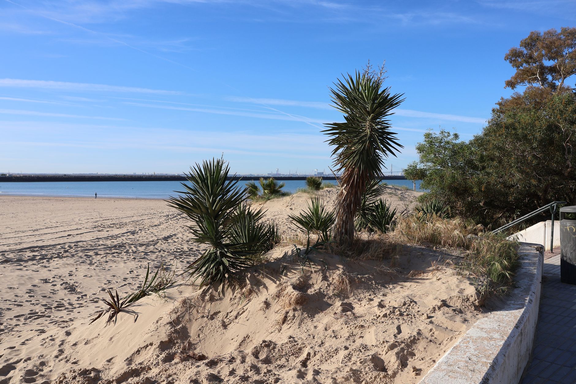 Jardin côtier : quelles plantes résistent vraiment au sel et au vent