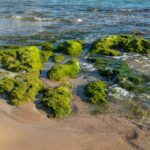 Algues sur les plages : espèces, risques et comment réagir