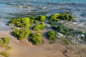 Algues sur les plages : espèces, risques et comment réagir
