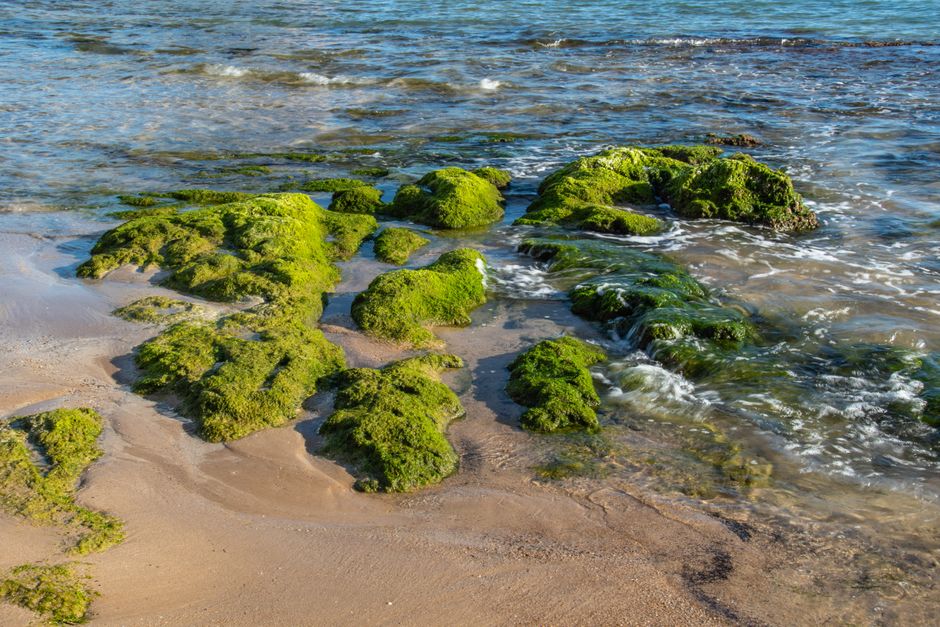 Algues sur les plages : espèces, risques et comment réagir