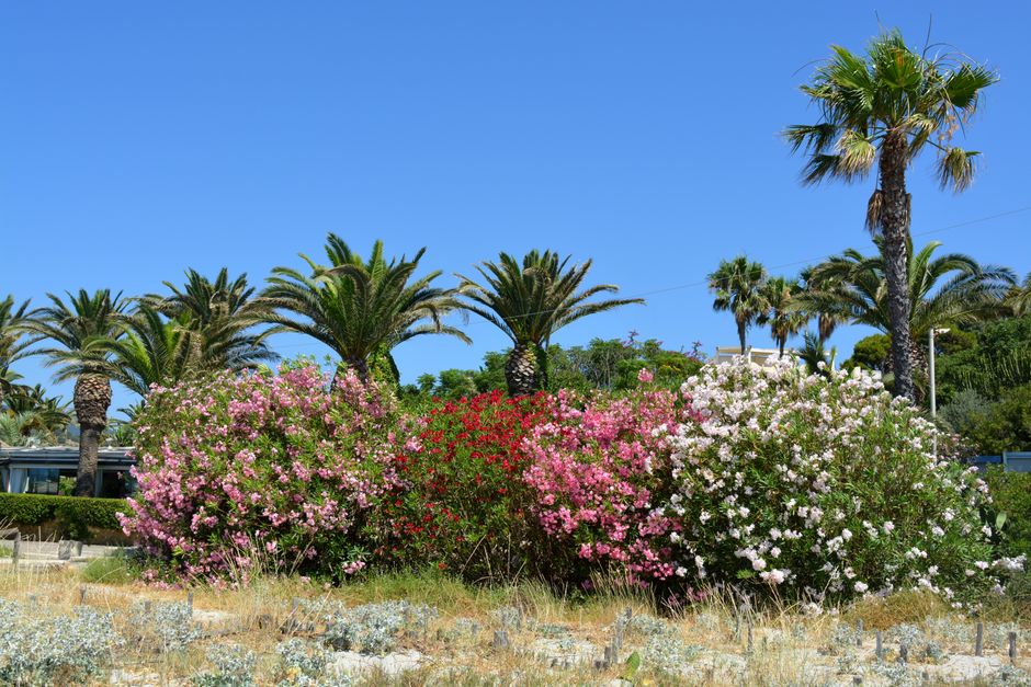 Jardin côtier : quelles plantes résistent vraiment au sel et au vent