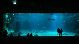 Aquariums et cités de la mer en France : sélection et ce que chacun vaut