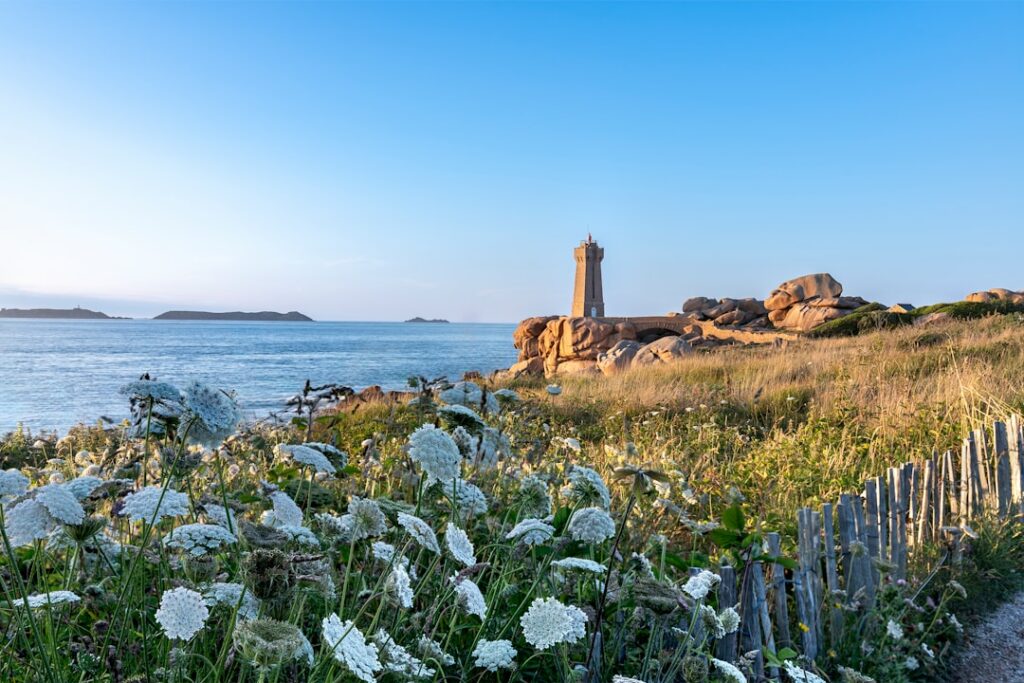 Le varech breton en cosmétique : quand la laisse de mer devient ritual